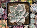 Echeveria 'Madiba' 3"-4" Succulent Plant