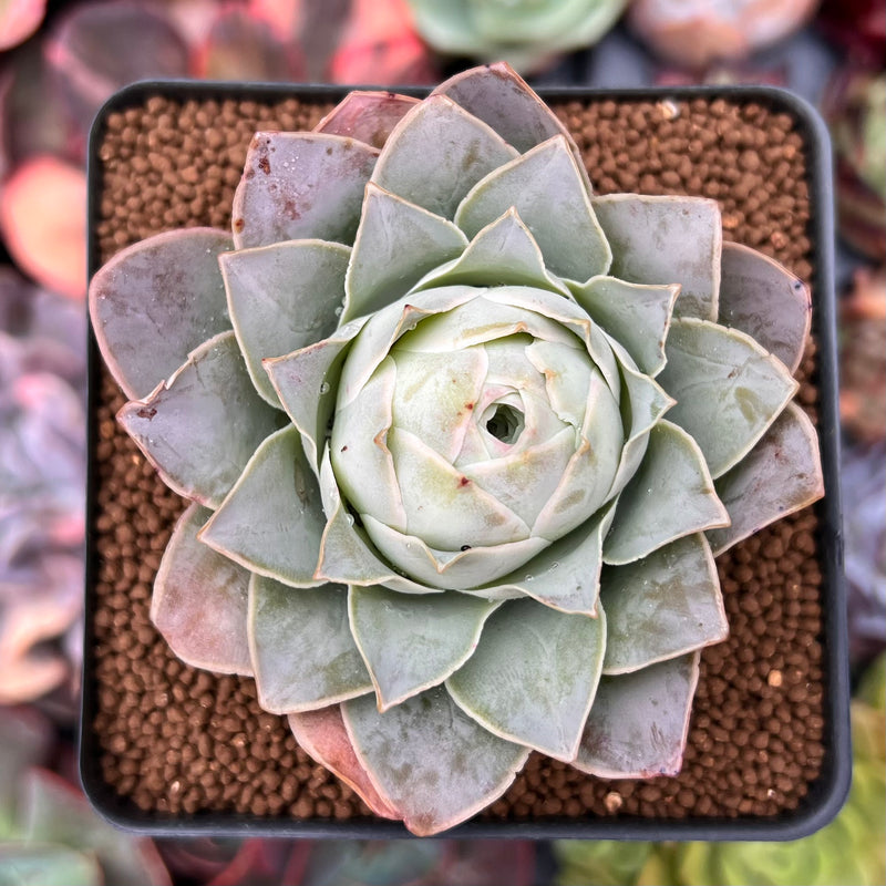 Greenovia 'El Hiero' 2"-3 Succulent Plant