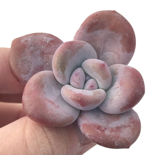 Echeveria 'Raon' 2" Succulent Plant