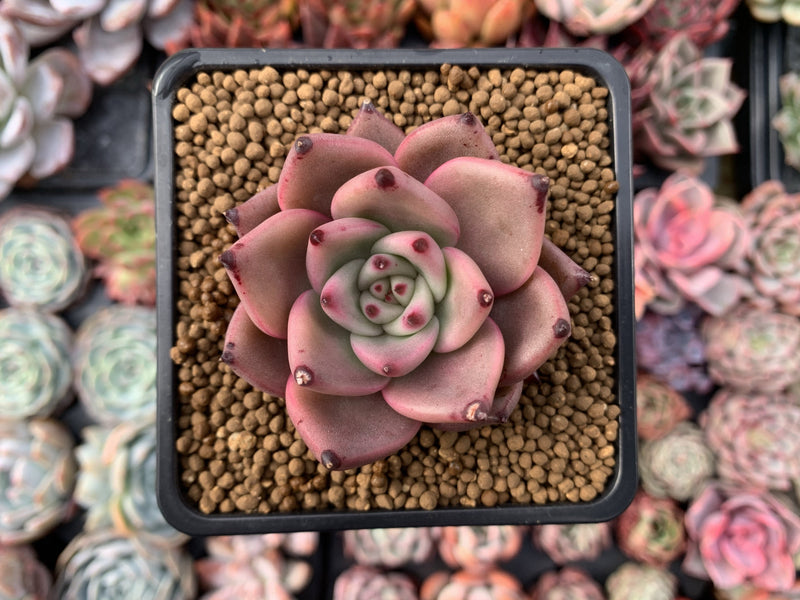 Echeveria Agavoides 'Red Ebony' 2"-3" Succulent Plant