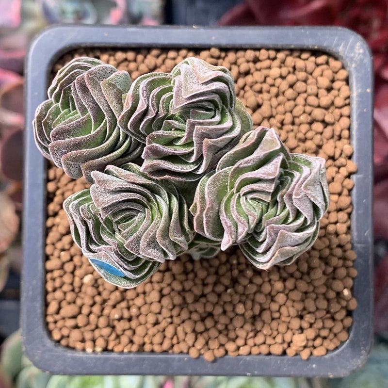 Crassula 'Buddha's Temple' 1"-2" Succulent Plant