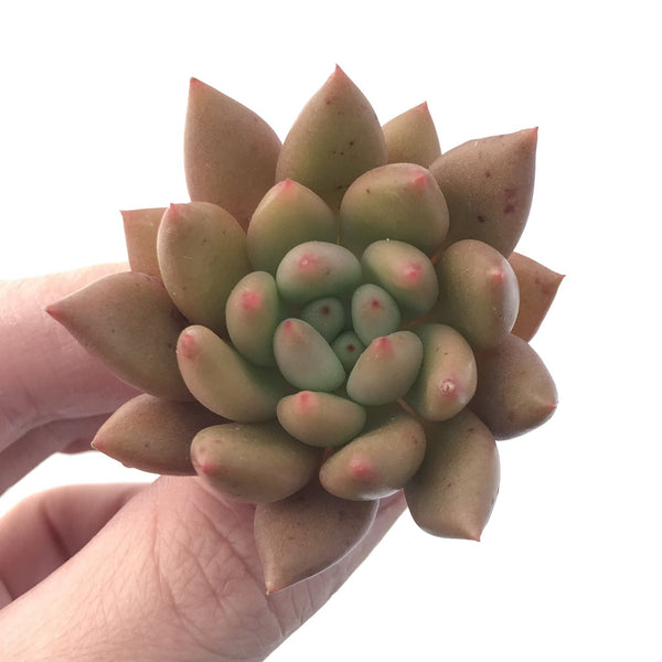 Echeveria Agavoides 'Shooting Star' 2" Succulent Plant