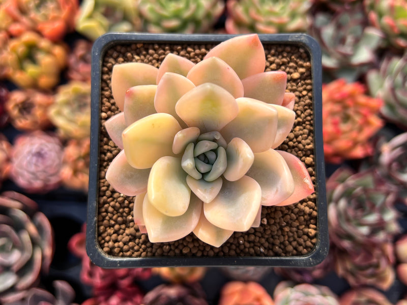 Graptoveria 'Grand Palace' Variegated 2"-3" Succulent Plant