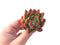 Echeveria Agavoides 'Angela Star' 3" Succulent Plant