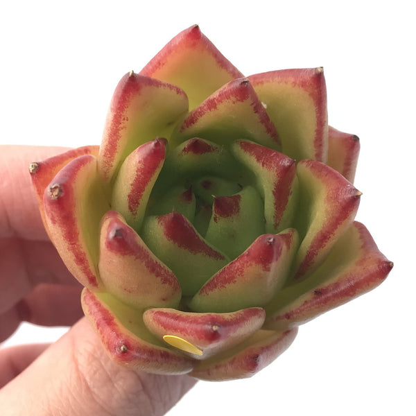 Echeveria Agavoides 'Lipstick' 2" Succulent Plant