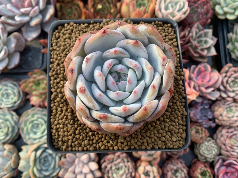 Echeveria 'Orange Monroe' 3" Powdery Succulent Plant