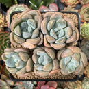 Pachyphytum 'Mureleri' 4" Cluster Succulent Plant