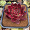 Echeveria Agavoides 'Oculus' 6" Extra LARGE Succulent Plant