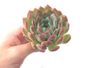 Echeveria 'Pink Edge' 4" Succulent Plant