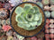 Greenovia Diplocycla 'Gigantea' 4"-5" Succulent Plant