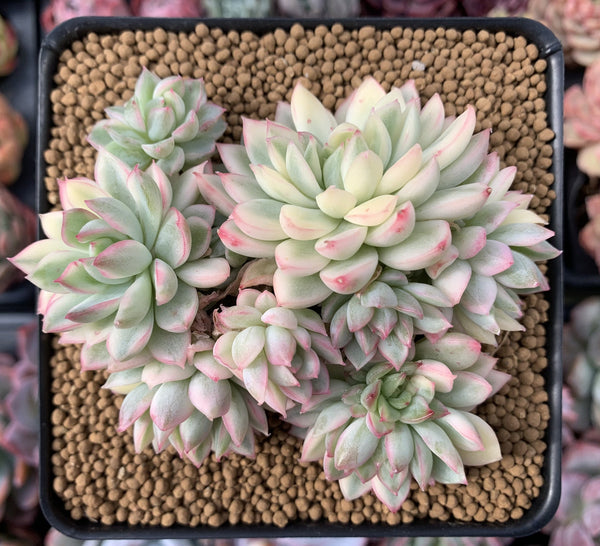 Echeveria 'Mebina' Variegated 6" Large Cluster Succulent Plant