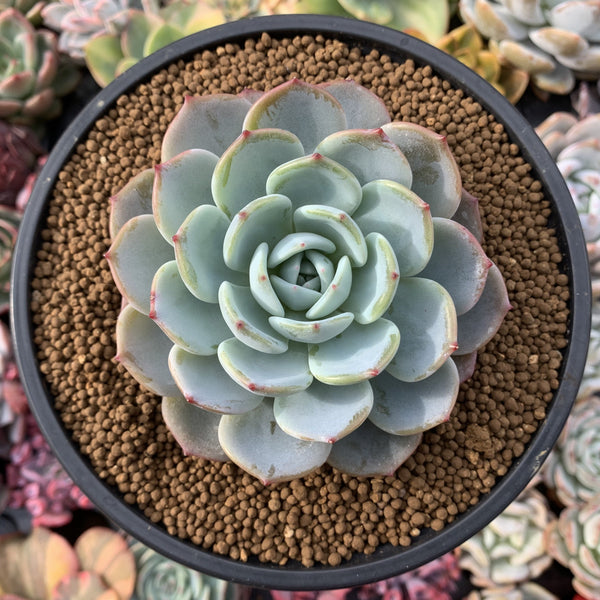 Echeveria 'Horizon' 4” Powdery Succulent Plant