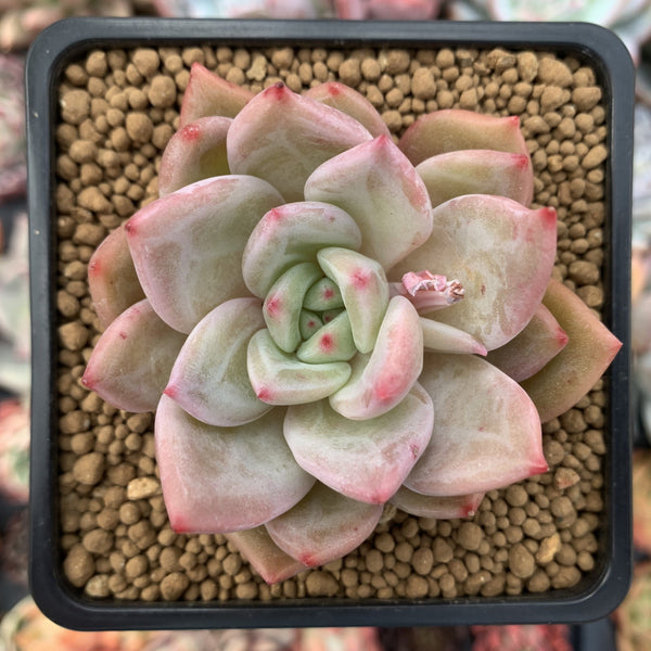 Echeveria 'Pink Champaign' 3" Succulent Plant