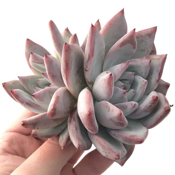 Echeveria 'Colorata' 4" Powdery Succulent Plant