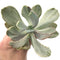 Echeveria 'Pampoteus' Variegated 5" (Not Jocelyn's Joy Variegated) Rare Succulent Plant