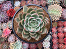 Echeveria Agavoides 'White Champaign' 4" Succulent Plant