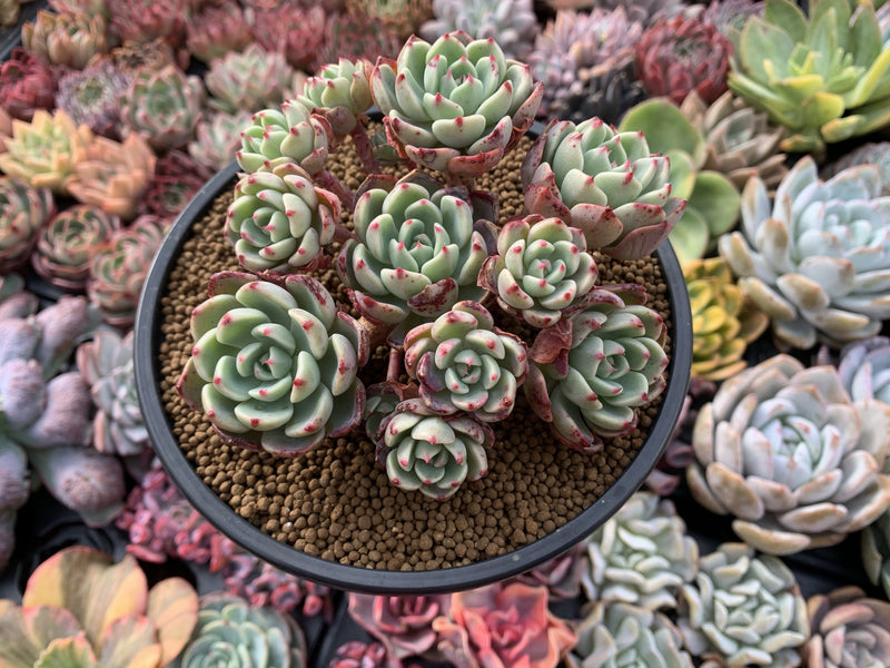 Echeveria 'Nanahukumini' 5" Cluster Succulent Plant