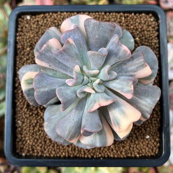 Echeveria 'Cubic Frost' Variegated 2"-3" Succulent Plant