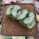 Haworthia Truncata 'Bukjae' 3"-4" Succulent Plant