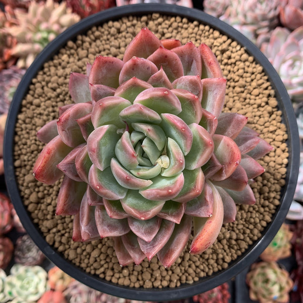 Echeveria sp. 4"-5" Succulent Plant