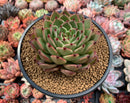 Echeveria Agavoides 'Sarabony' Hybrid 4"-5" Succulent Plant