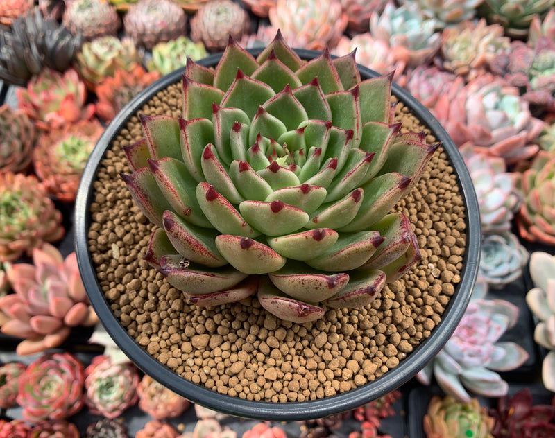 Echeveria Agavoides 'Sarabony' Hybrid 4"-5" Succulent Plant