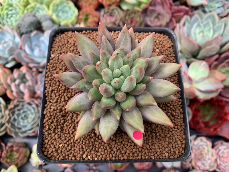 Pachyphytum 'Angels Finger' 2" Succulent Plant