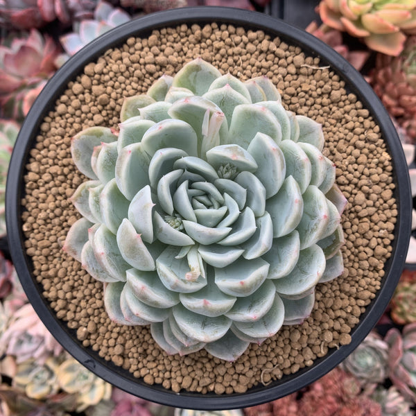 Echeveria 'Jocelyn' 5" Succulent Plant