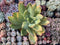 Pachyveria 'Cypress' Variegated 4"-5" Rare Succulent Plant