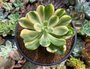 Pachyveria cv. 'Worthy one' Variegated 4" Succulent Plant