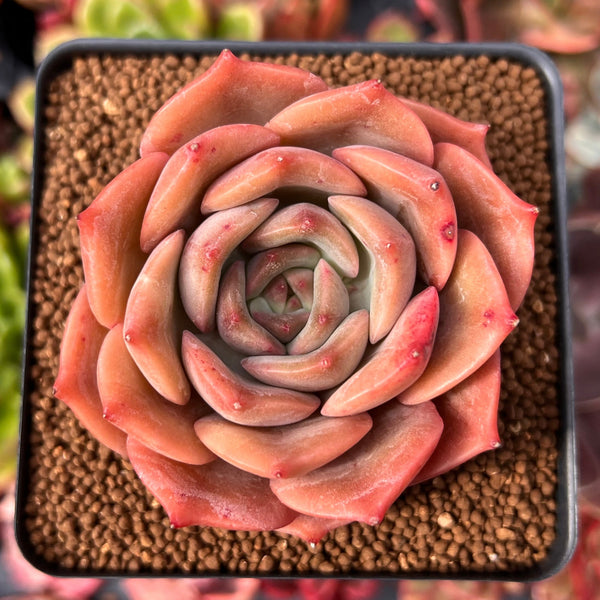 Echeveria 'Angelina' 2"-3" Succulent Plant