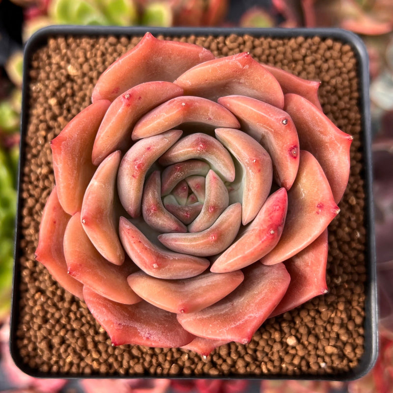 Echeveria 'Angelina' 2"-3" Succulent Plant