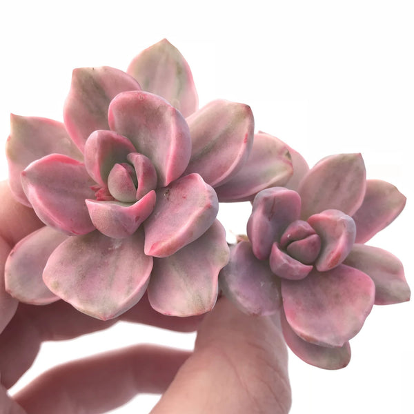 Graptoveria Mrs. Richards Cluster 3” Rare Succulent Plant