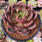 Echeveria 'Baekya' 3" Succulent Plant