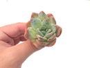 Echeveria 'Polshi' 2" Rare Succulent Plant