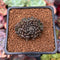 Sinocrassula Yunnanensis 1" Succulent Plant