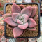 Graptoveria 'Ruby Donna' 2" Succulent Plant