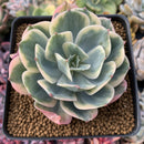 Echeveria 'Secunda' Variegated 4” Rare Succulent Plant