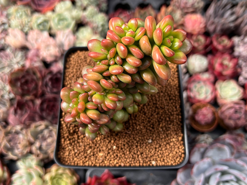 Sedum 'Lucidum Obesum' Crested 3" Succulent Plant