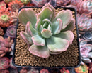 Echeveria 'Luella' Variegated 3" Succulent Plant