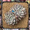 Echeveria 'Moiré' 3-4" Cluster Powdery Succulent Plant