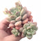 Echeveria Japanese Rusby Cluster 4” Rare Succulent Plant