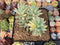 Sedum 'Morganium' Variegated 3" Cluster Succulent Plant