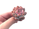 Echeveria 'Starmark' 2" Succulent Plant