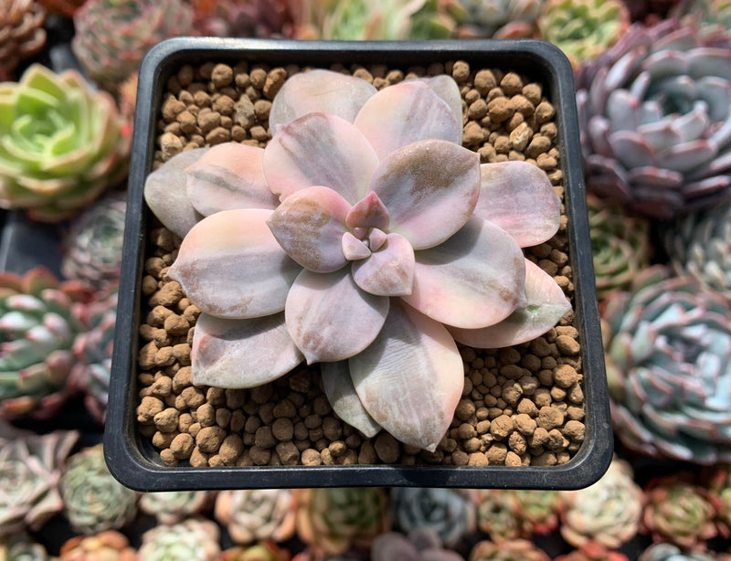 Quetzalcoatlia 'Pentandra Superba' Variegated 2" Succulent Plant (Formerly Graptopetalum 'Pentandrum Superbum' Variegated)