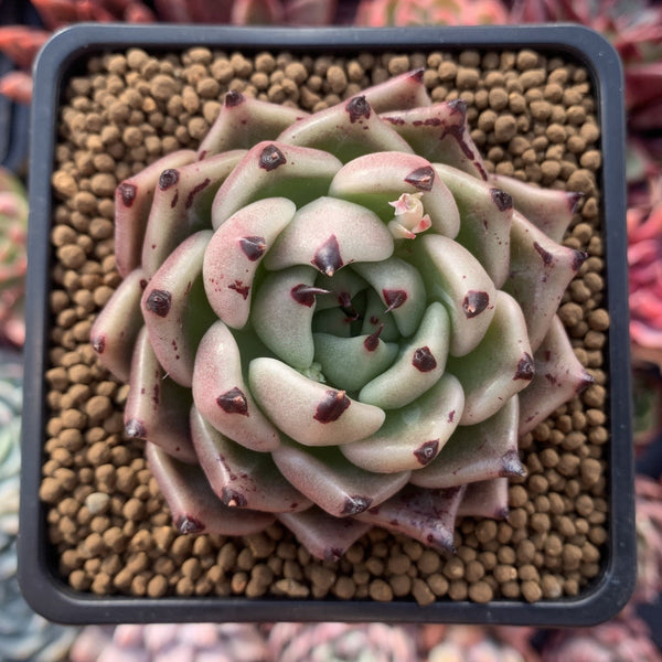 Echeveria Agavoides 'Black Cat' 3" Succulent Plant