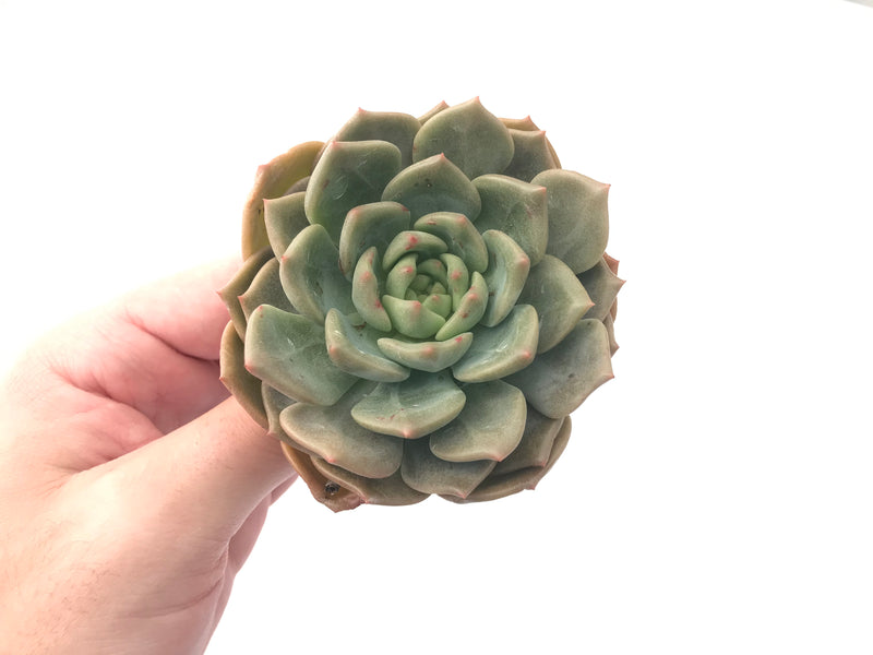 Echeveria Agavoides sp. 3" Succulent Plant