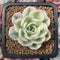 Echeveria 'Compton Carousel' Variegated 2" Small Succulent Plant