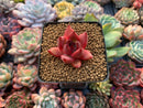 Echeveria Agavoides sp. 1" Succulent Plant