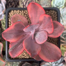 Echeveria 'Angel Wings' Variegated 2" Succulent Plant